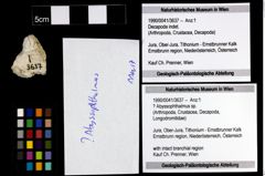 Foto (Objekt + Etiketten) von ? Abyssophthalmus sp. 